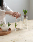 AXCIS,INC. | PINO Glass Vase