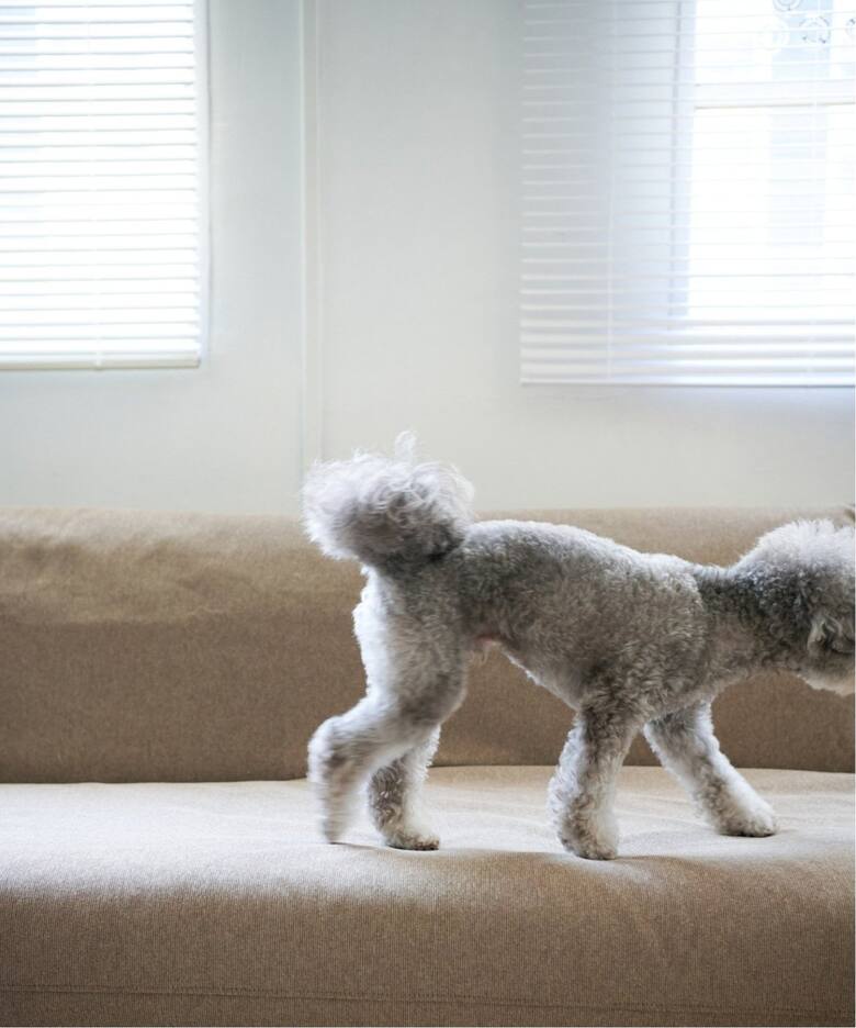 HABITAT EASY COVER / PET FOR HABITAT SOFA BED