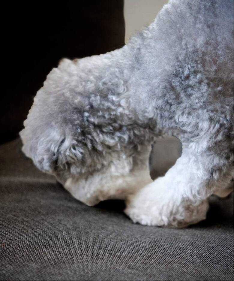 HABITAT EASY COVER / PET FOR HABITAT SOFA BED