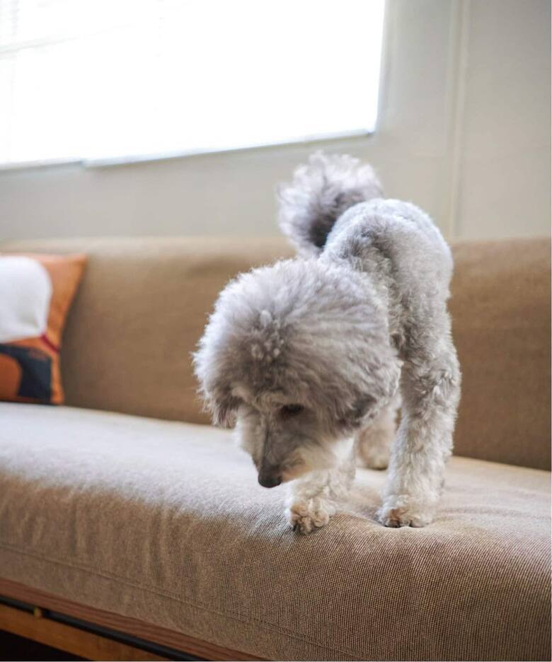 HABITAT EASY COVER / PET FOR HABITAT SOFA BED