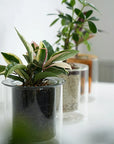 AXCIS,INC. | PINO Glass Planter