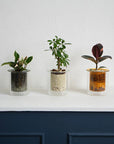 AXCIS,INC. | PINO Glass Planter