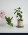 AXCIS,INC. | PINO Glass Planter