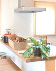 Yamato | Wooden Hexagon Bread Case Container