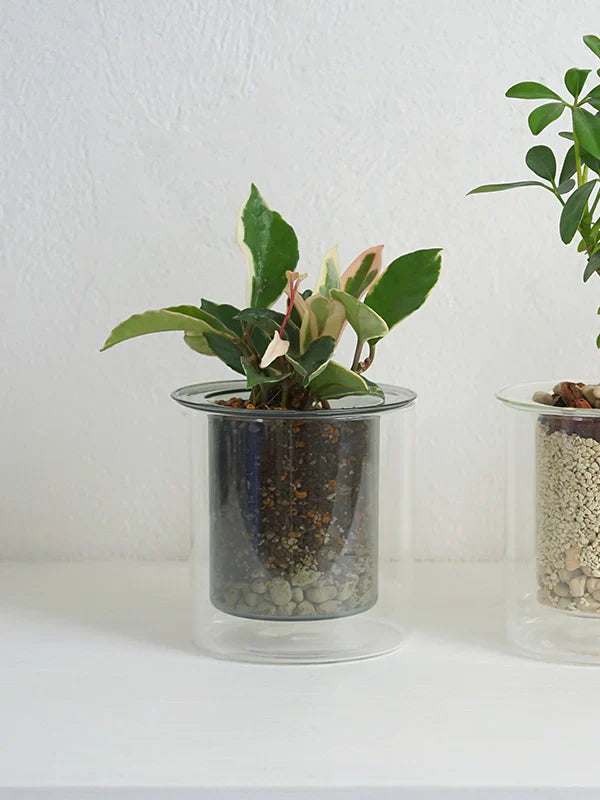 AXCIS,INC. | PINO Glass Planter