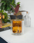 AXCIS,INC. | PINO Glass Planter